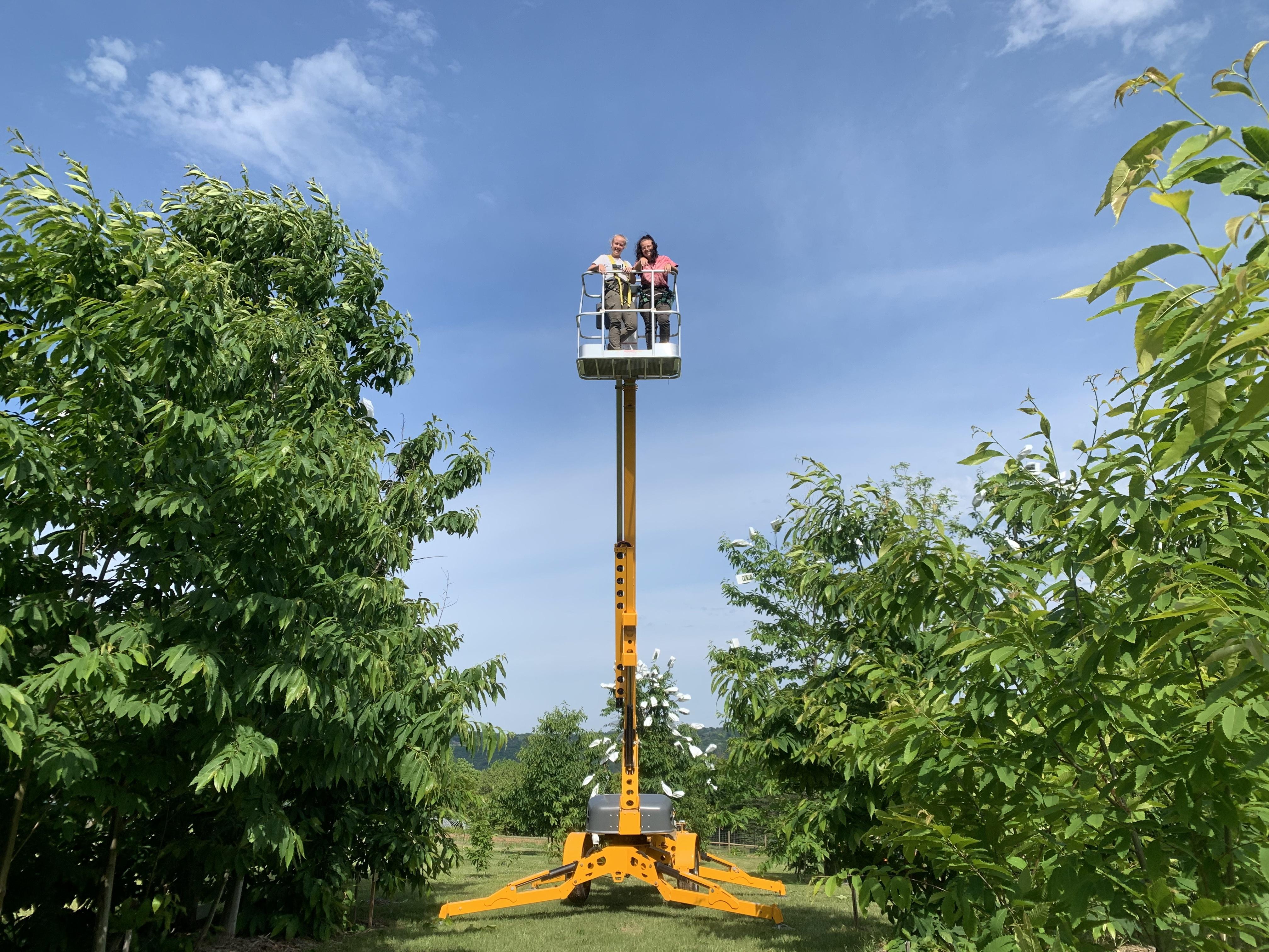 Sarah and Kyra on a bucket lift bagging 雌花